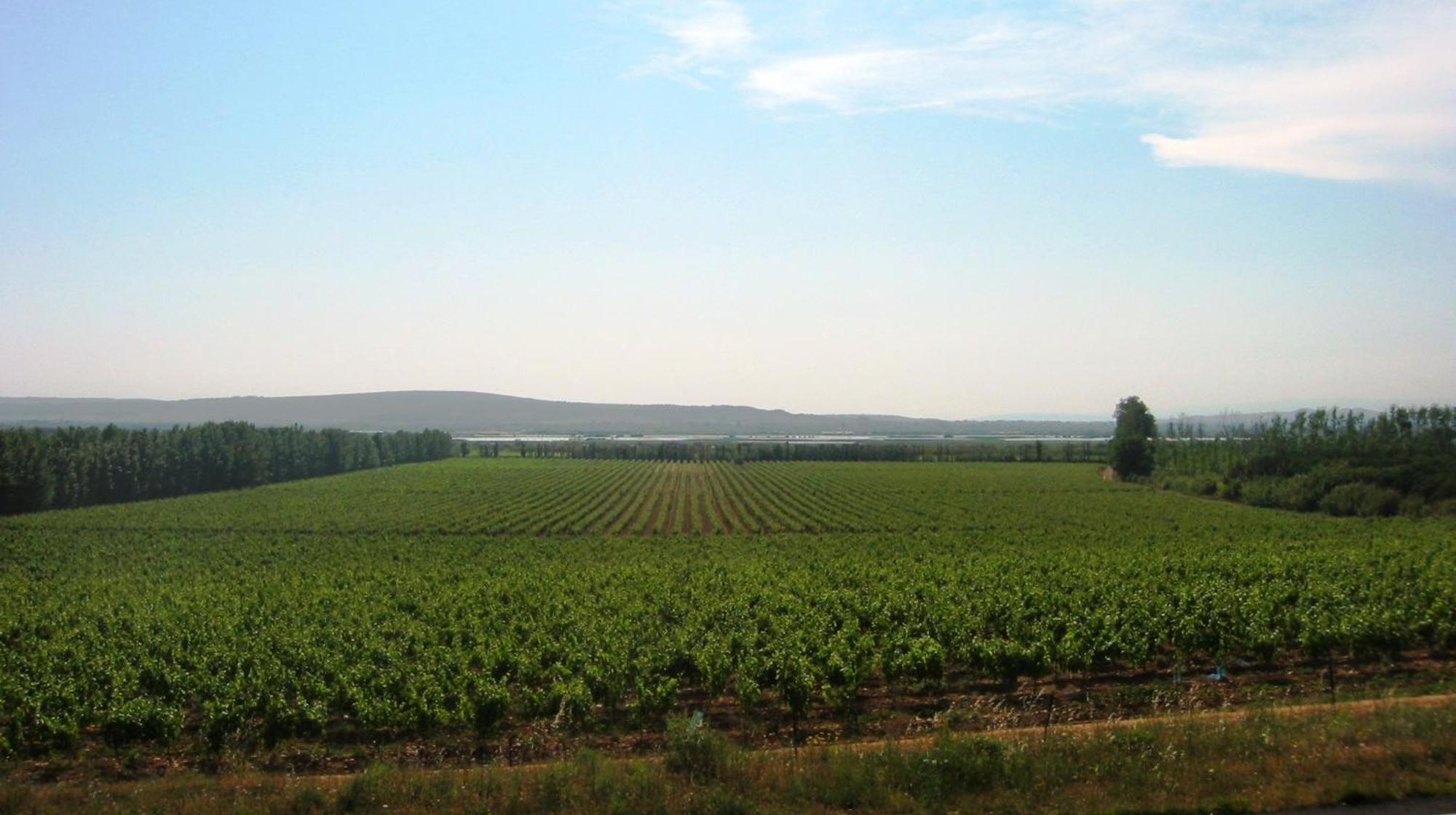 Domaine La Yole Wine Resort Vendres Exterior foto