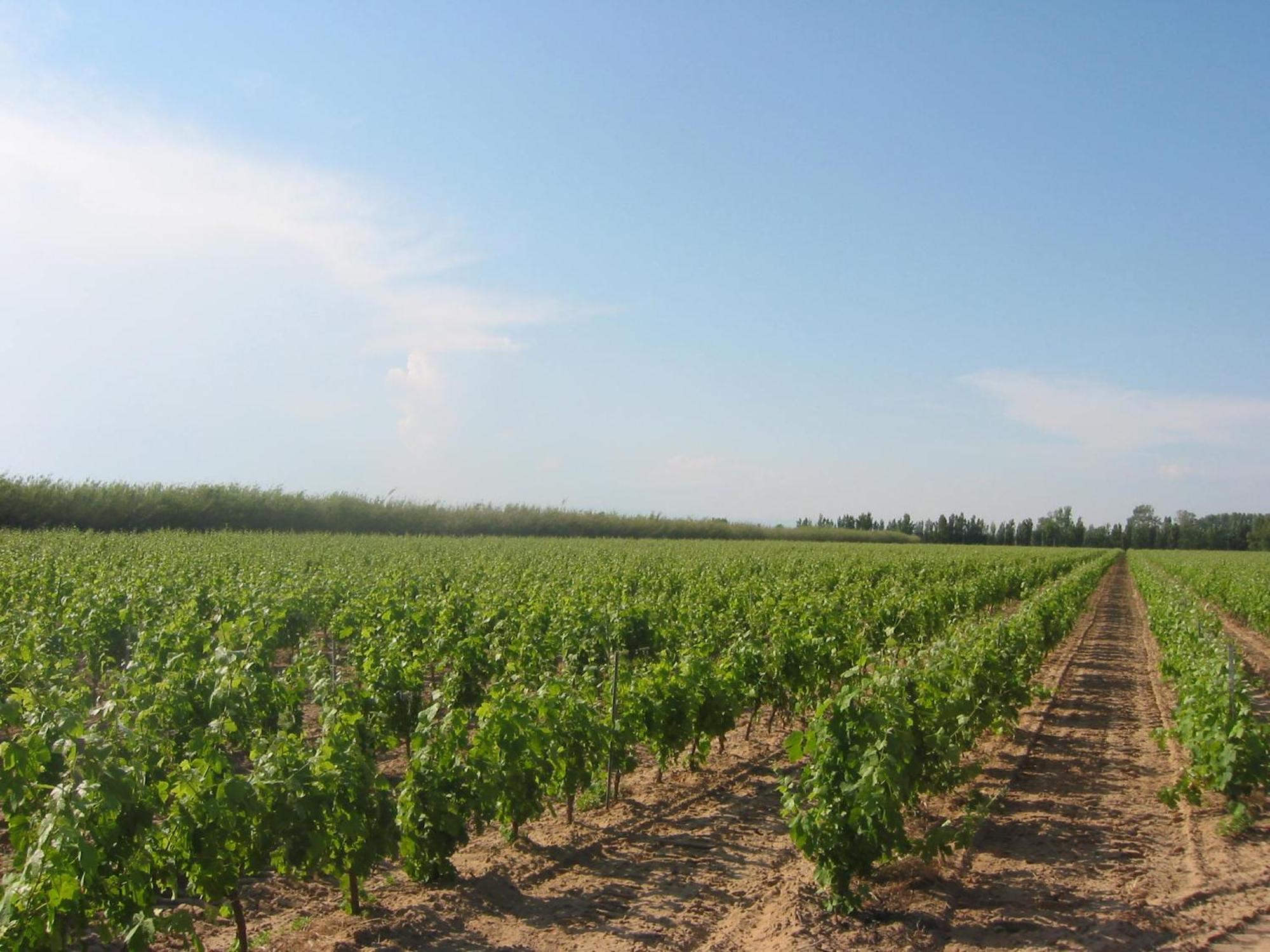 Domaine La Yole Wine Resort Vendres Exterior foto